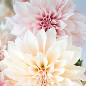 Meet your Posher, Caitlin